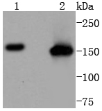 SMC1 Antibody