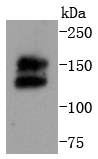 Ret Antibody