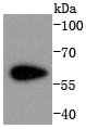 Cdk8 Antibody