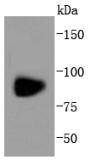 Glutamate receptor 1 Antibody