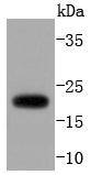 ARF1 Antibody