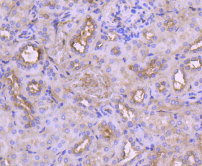 IRF3 Antibody