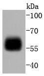 IRF5 Antibody