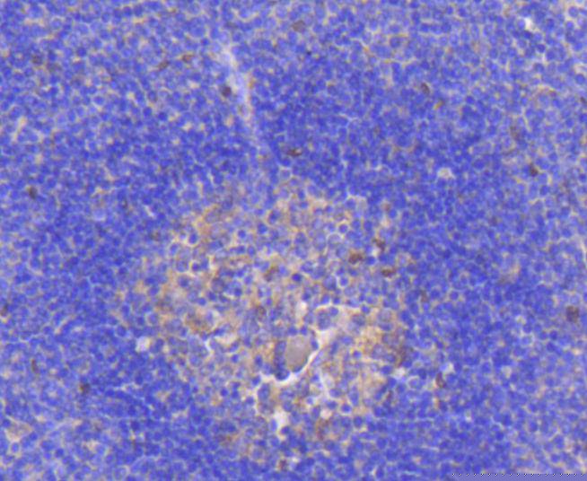 RelB Antibody