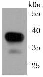 MEK3 Antibody