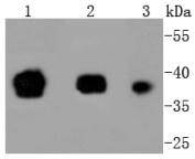 Oct4 Antibody
