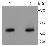 Cyclin B2 Antibody