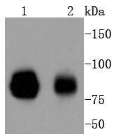 STAT1 alpha Antibody