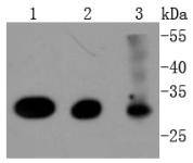Cdk4 Antibody