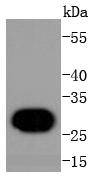 Histone H1.0 Antibody