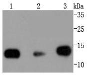 Histone H2B Antibody