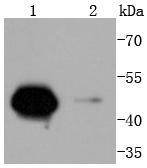 Cyclin A2 Antibody