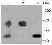 PDPK1 Antibody