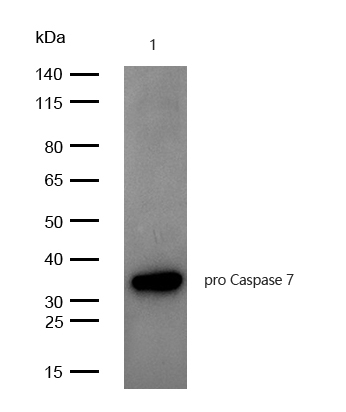 pro Caspase 7 Antibody