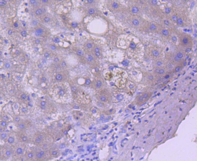 Caspase 5 Antibody