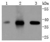 Cdk6 Antibody