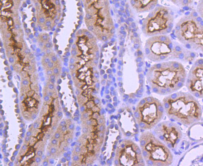 AP2M1 Antibody