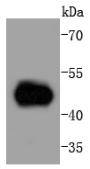 MEK5 Antibody