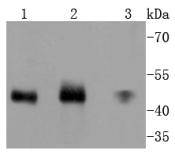 MEK7 Antibody