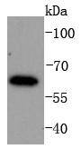 IRF6 Antibody