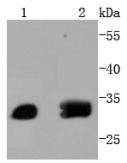 ATF5 Antibody