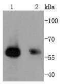 Smad1 Antibody