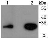 Cyclin D3 Antibody