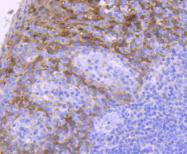 14-3-3 sigma Antibody
