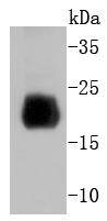 Histone H4 Antibody