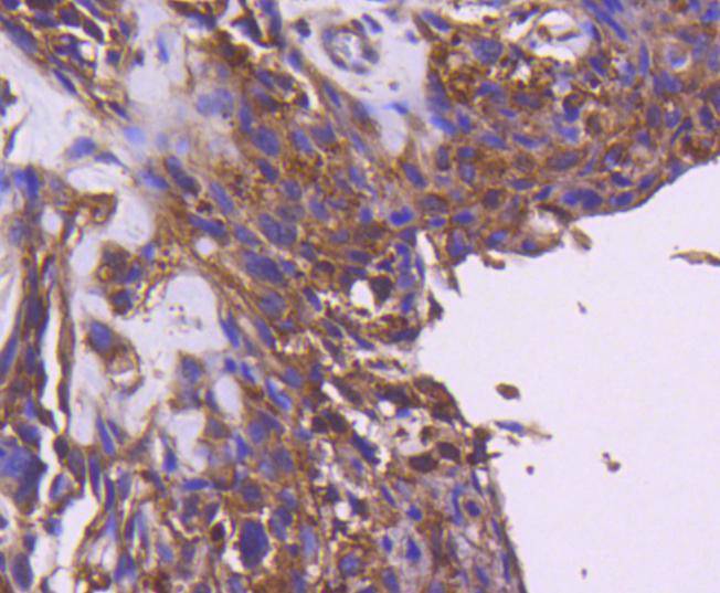 IRS1 Antibody