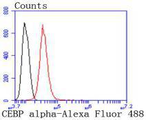 CEBP alpha Antibody