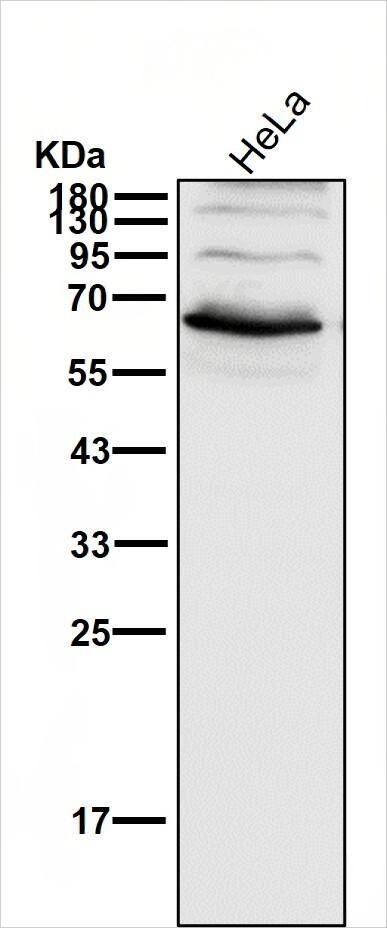 RUNX2 Antibody