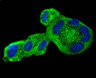 Angiotensinogen Antibody