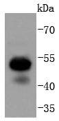 RUNX1+RUNX2+RUNX3 Antibody
