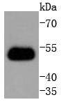 TRAF2 Antibody