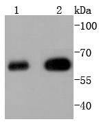 HDAC2 Antibody