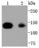 HDAC4 Antibody
