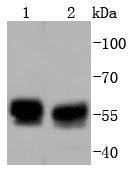 TRK fused gene Antibody