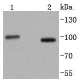 Stromal interaction molecule 1 Antibody