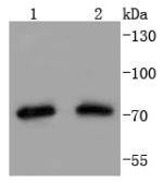 Hsp75 Antibody