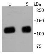 KAP1 Antibody