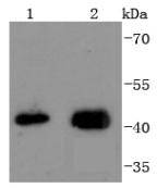 JunB Antibody