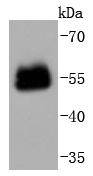 PAX6 Antibody