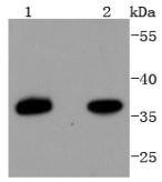 PAX9 Antibody