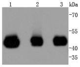 MEK2 Antibody