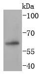 PAX7 Antibody
