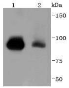 STAT5b Antibody