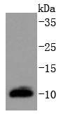 DYNLL1 Antibody