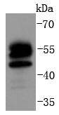 FOXO4 Antibody