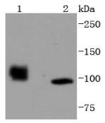 HDAC7 Antibody